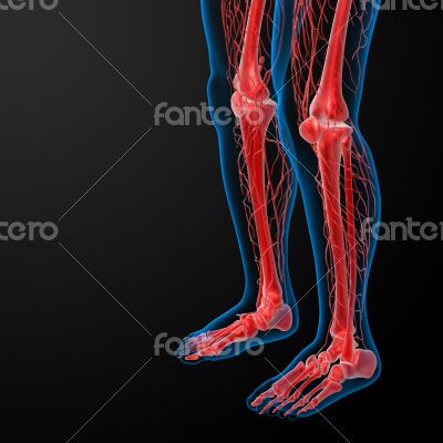 3d render lymphatic system visible leg