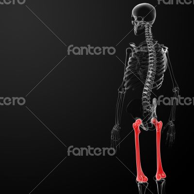 femur bone