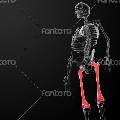 3d render medical illustration of the femur bone 3d render medical illustration of the femur bone