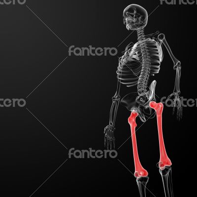 3d render medical illustration of the femur bone