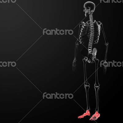 3d render human foot x-ray