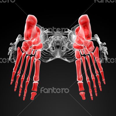 3d render human foot x-ray