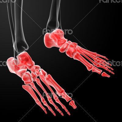 3d render human foot x-ray 