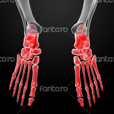 3d render human foot x-ray