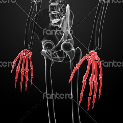 3d render skeleton visible hand