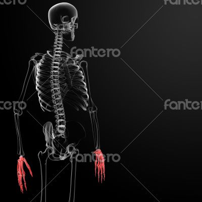 3d render skeleton visible hand