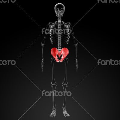 3d render pelvis under the X-rays - front view