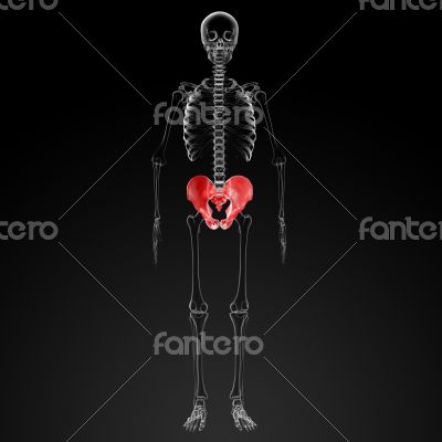 3d render pelvis under the X-rays - front view 3d render pelvis under the X-rays - front view
