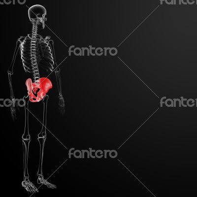3d render pelvis under the X-rays 