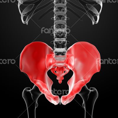3d render pelvis under the X-rays