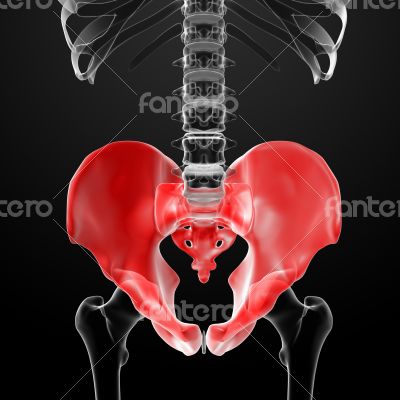 3d render pelvis under the X-rays 3d render pelvis under the X-rays
