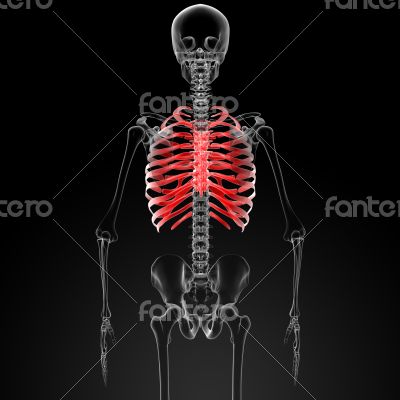 ribcage