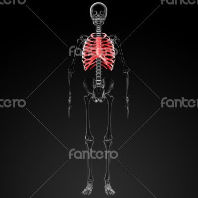 ribcage