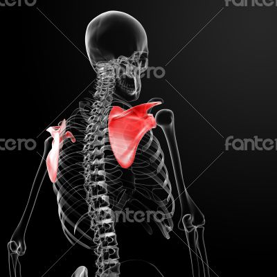 3d render medical illustration of the scapula 
