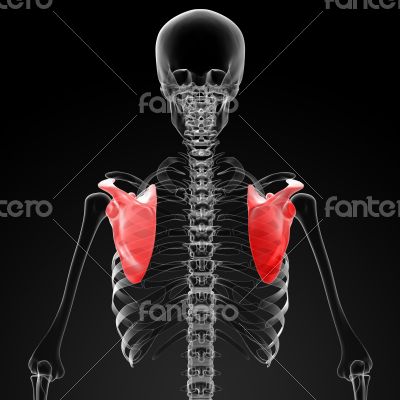 3d render medical illustration of the scapula 3d render medical illustration of the scapula