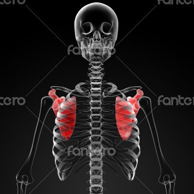 3d render medical illustration of the scapula 3d render medical illustration of the scapula