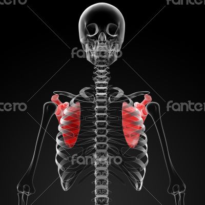 3d render medical illustration of the scapula