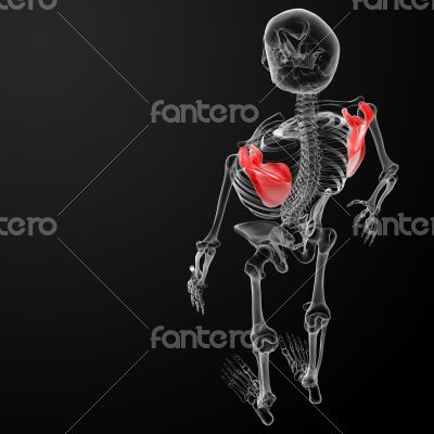 3d render medical illustration of the scapula 3d render medical illustration of the scapula