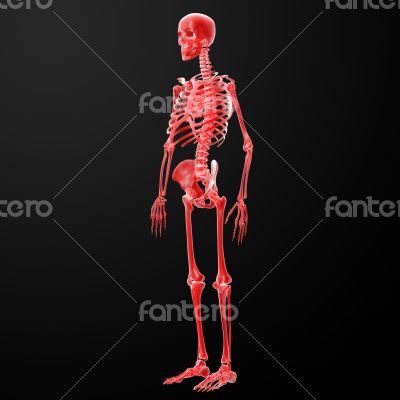 3d rendered illustration of the skeleton