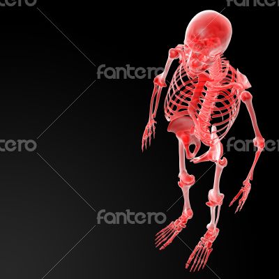 3d rendered illustration of the skeleton 