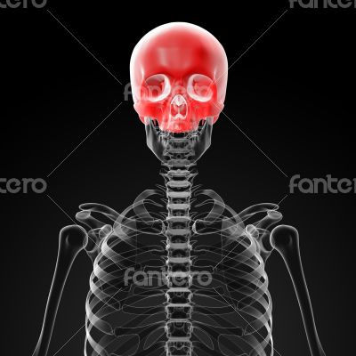 Human Skull. Upper half.