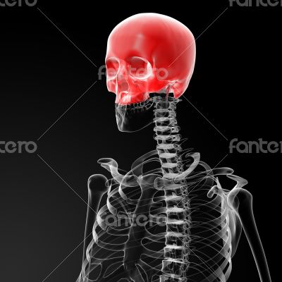 Human Skull. Upper half.