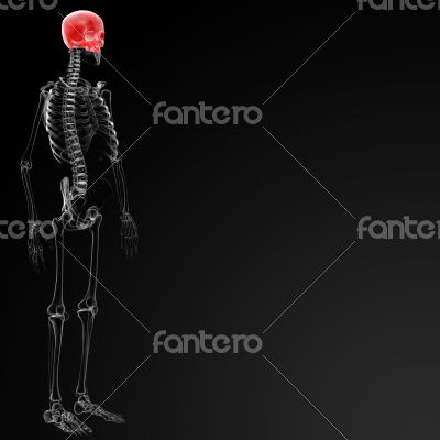Human Skull. Upper half. Human Skull. Upper half.