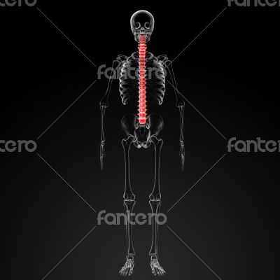 3d render Human Spine Anatomy - back view