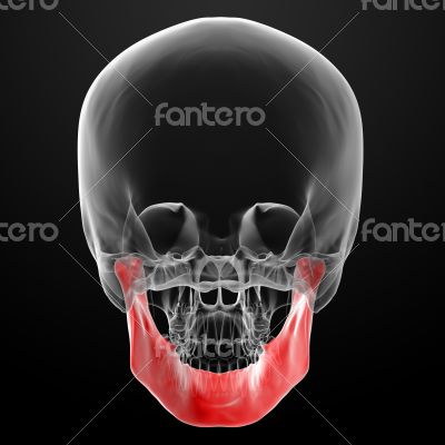 Human Skull. Upper half.