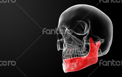 Human Skull. Upper half.