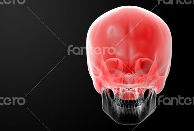 Human Skull. Upper half.