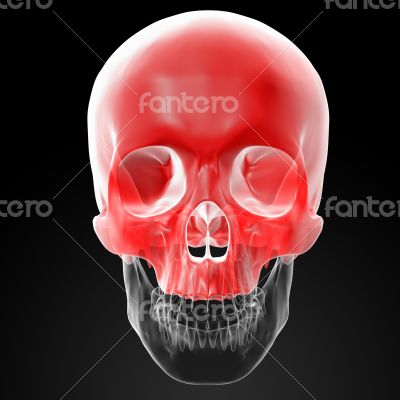 Human Skull. Upper half.