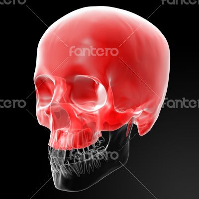 Human Skull. Upper half. Human Skull. Upper half.