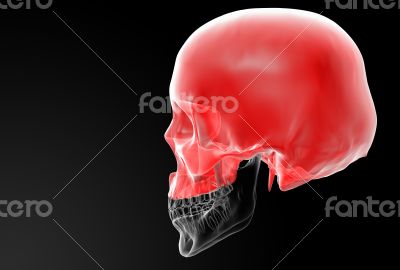 Human Skull. Upper half.