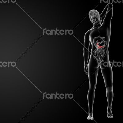 Pancreas and Gallbladder 