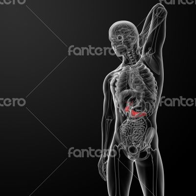 Pancreas and Gallbladder