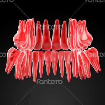 human teeth