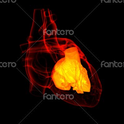 3d render Heart atrium - back view