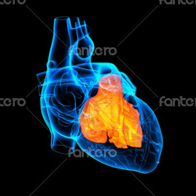 3d render Heart atrium - front view