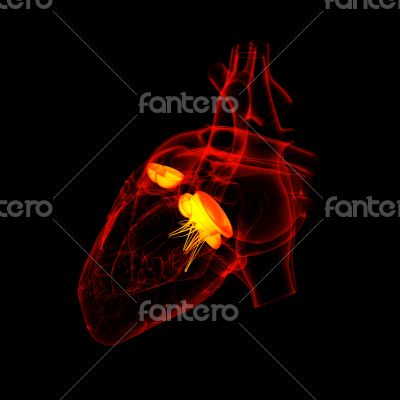 3d render Heart valve - back view