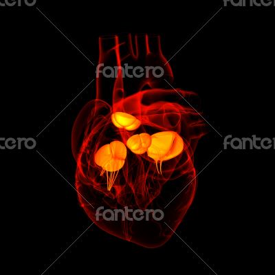 3d render Heart valve - side view 3d render Heart valve - side view