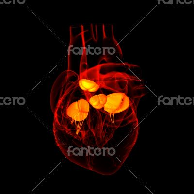 3d render Heart valve - side view