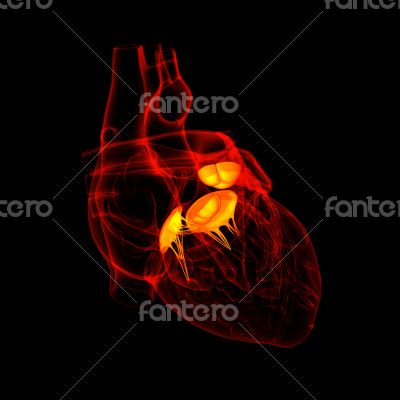 3d render Heart valve - front view