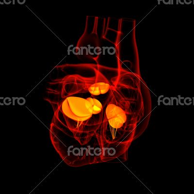 3d render Heart valve - side view