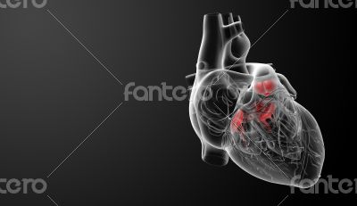 3d render Heart valve - side view