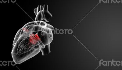 3d render Heart valve - back view