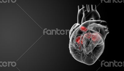 3d render Heart valve - side view