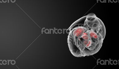 3d render Heart valve - bottom view
