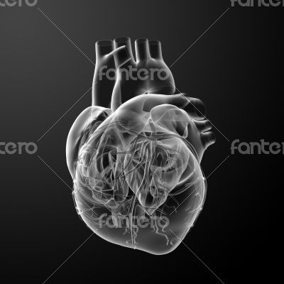 3d render Heart  - back view