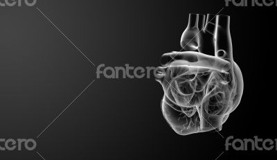 3d render Heart  - side view